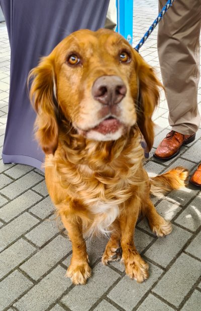 Jagdhund Zottel (Foto: Kiz LU)